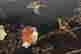 item-131687603=8