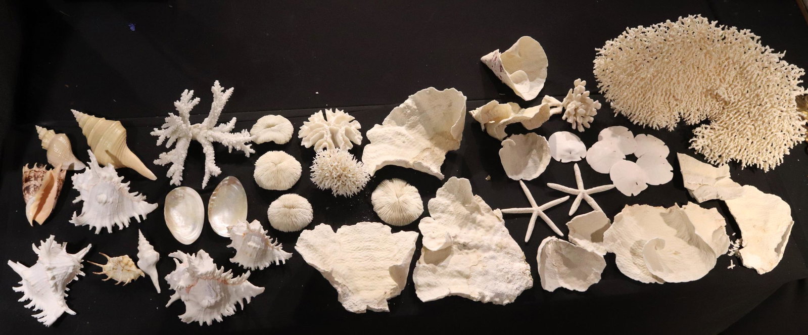 Large Group of Natural Sea Coral: Including starfish, sand dollars, and brain coral. Losses, breaks Largest: 19"h x 27"w