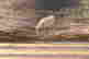 item-137117810=8