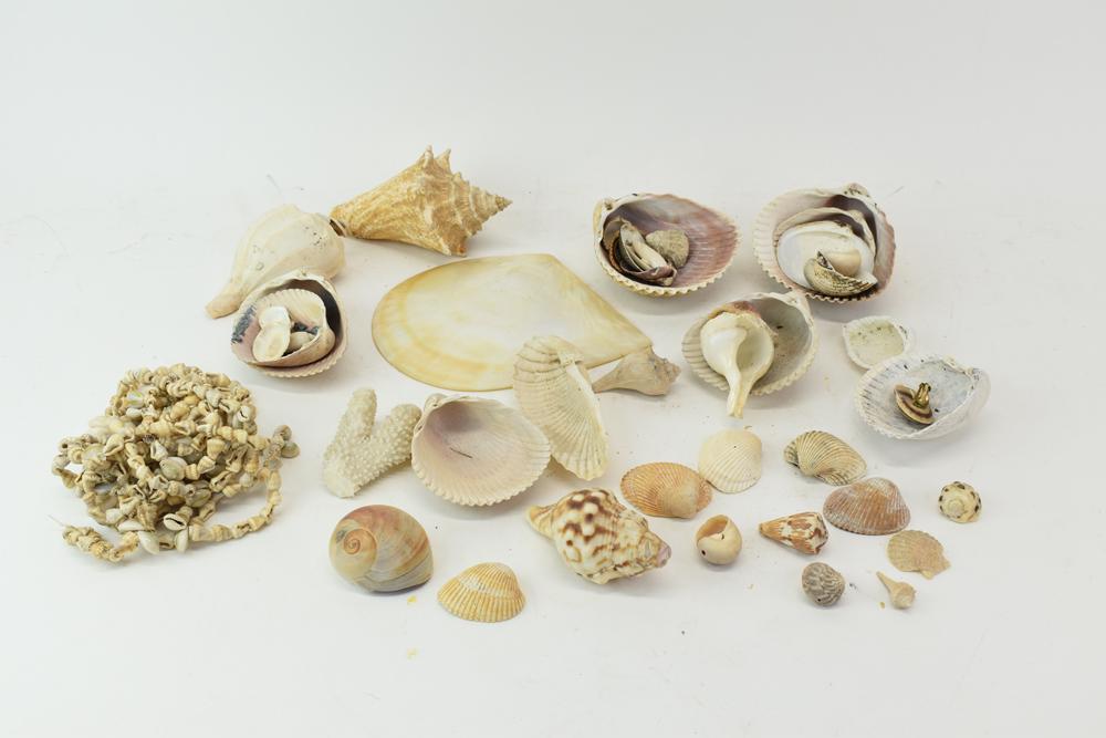 Assorted Collection of Seashells (1 of 6)
