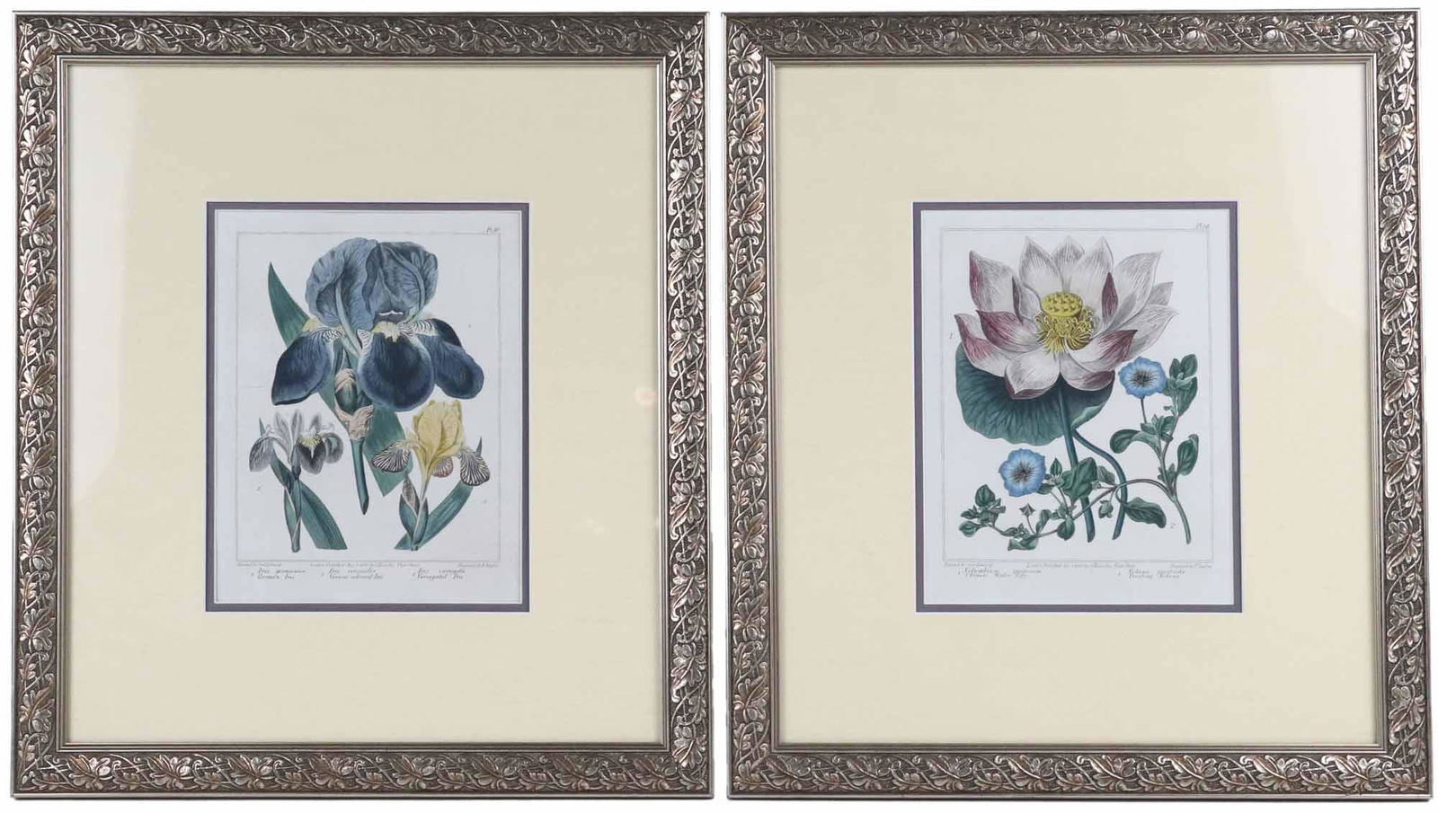 Two Edwards Copper Engravings of Botanicals (1 of 17)