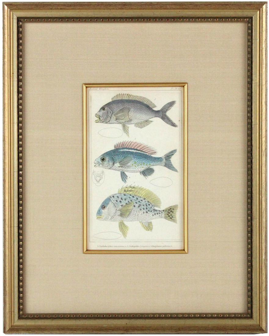 Four Hand-Colored Prints of Fish (1 of 20)