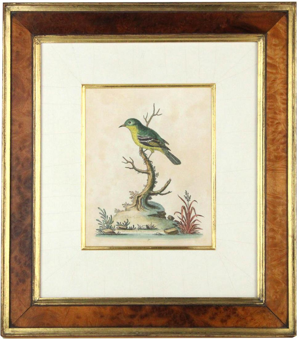 Two Bird Prints After George Edwards (1 of 20)