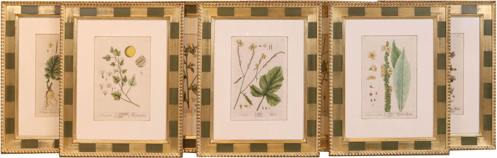 Seven Plates from "A Curious Herbal" (1 of 13)