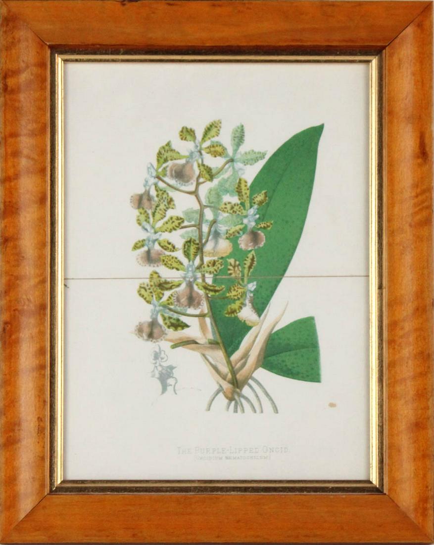 Four Botanical Prints (1 of 16)
