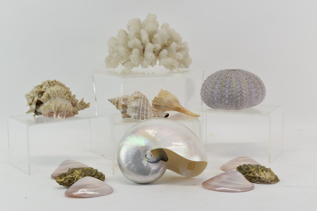 Group of Assorted Seashells and Coral (1 of 8)