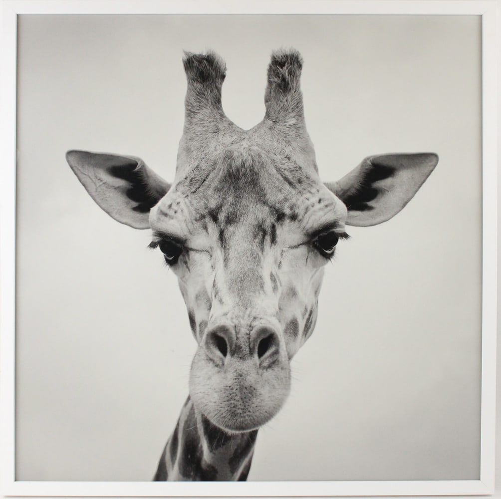 Black & White Photograph of a Giraffe (1 of 8)