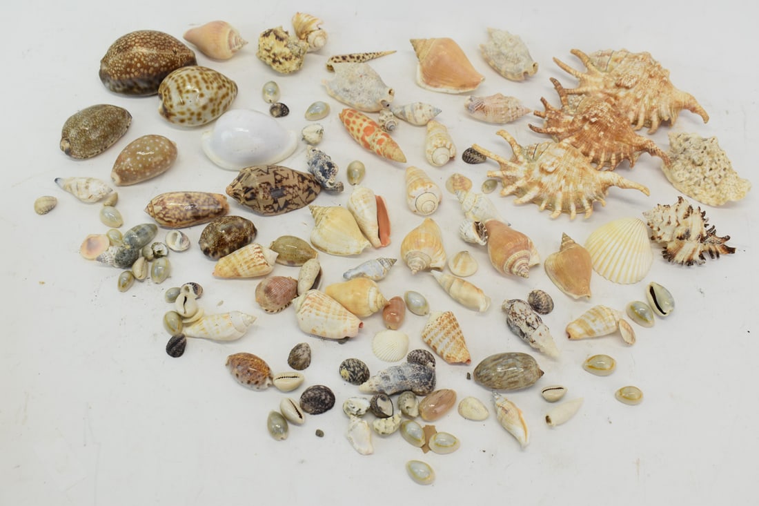 Group of Assorted Sea Shells (1 of 6)