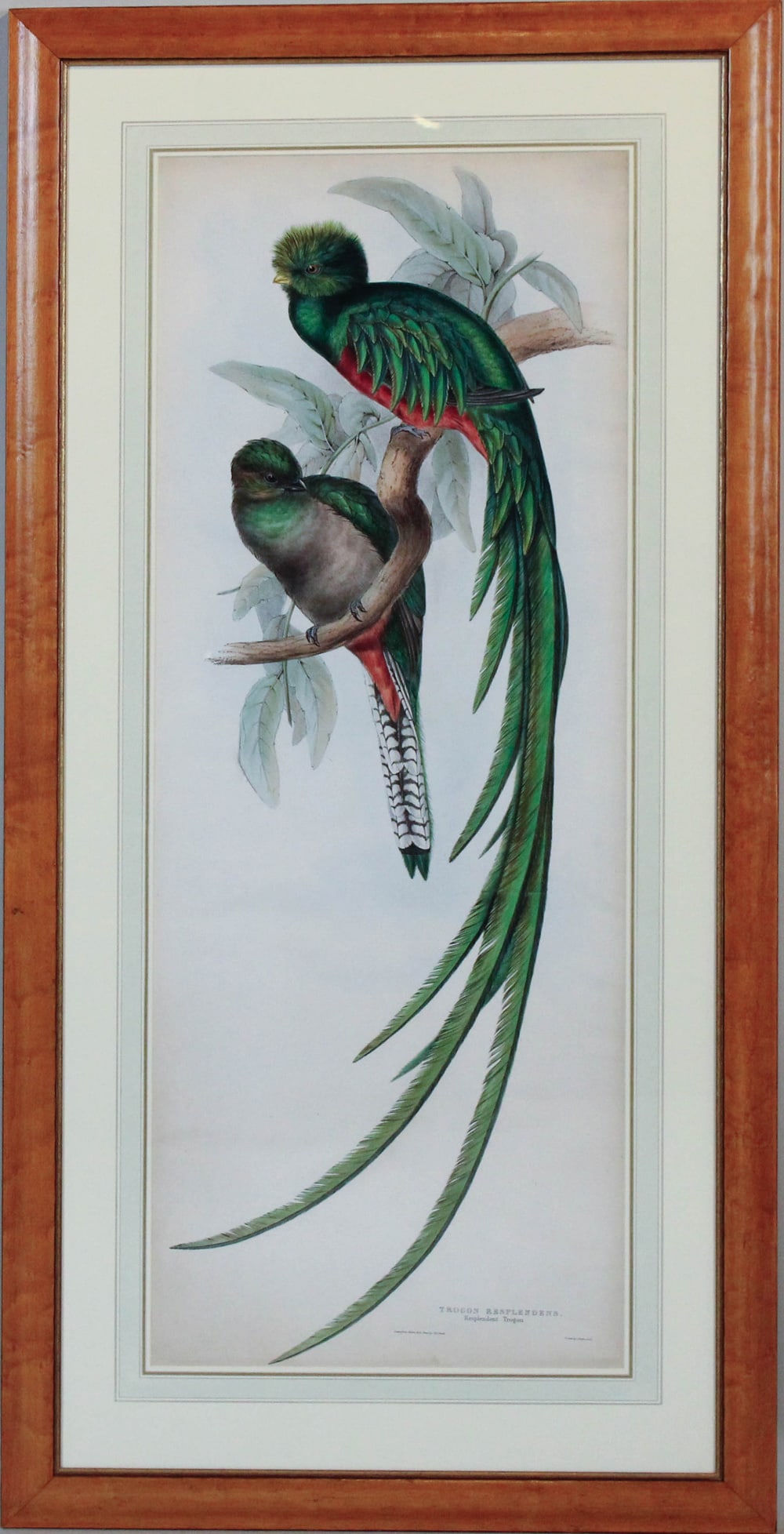 Quatre Estampes Ornithologiques Anciennes De John Gould, Oiseaux De Grande Bretagne