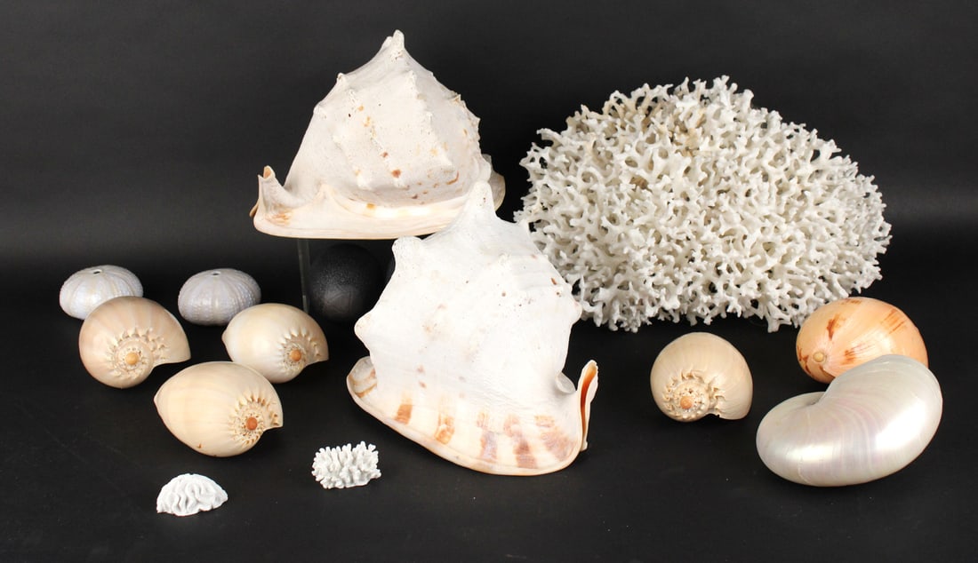 Group of Coral and Seashells (1 of 9)