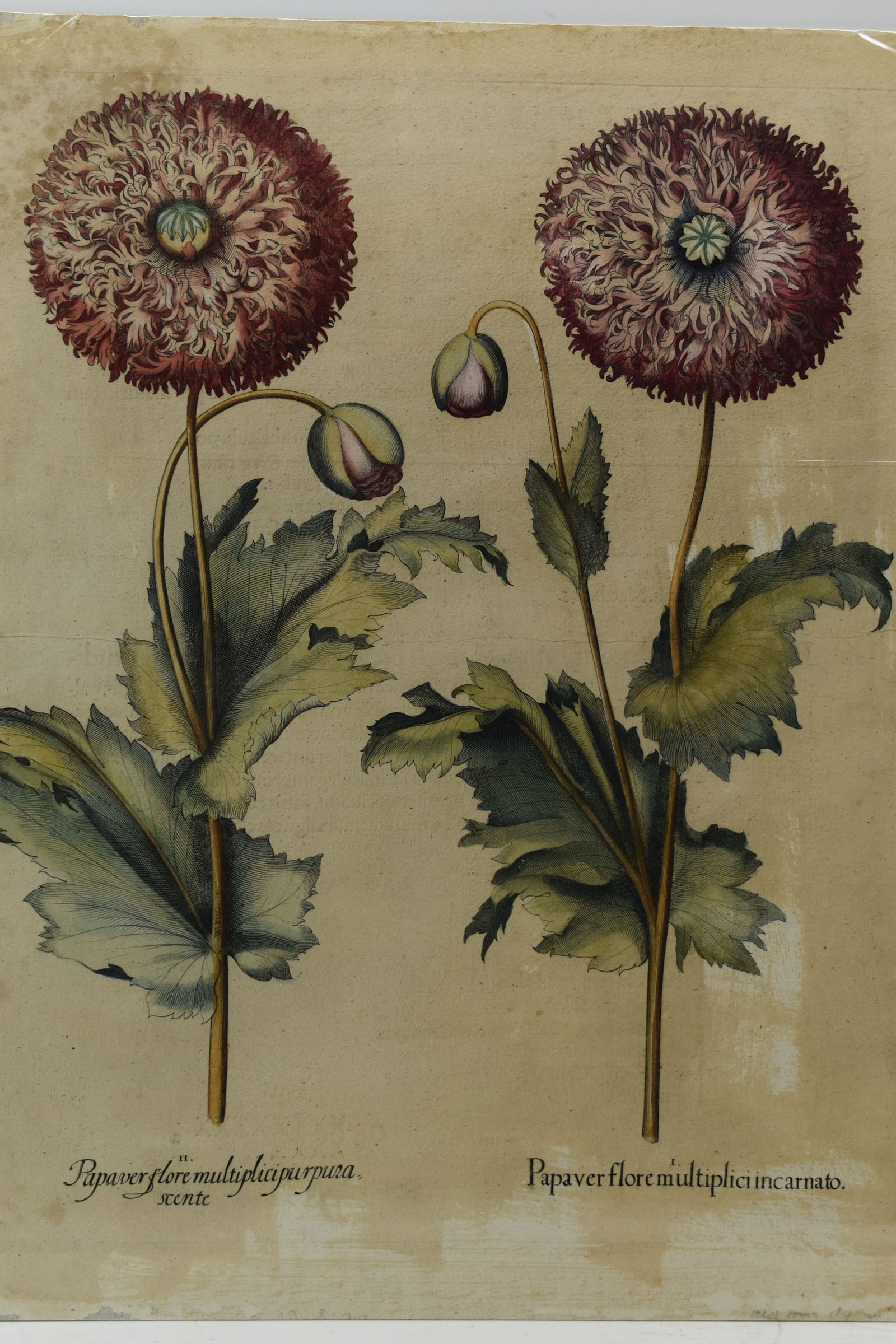 Besler Basilius Poppy Engraving Mounted on Board (1 of 11)