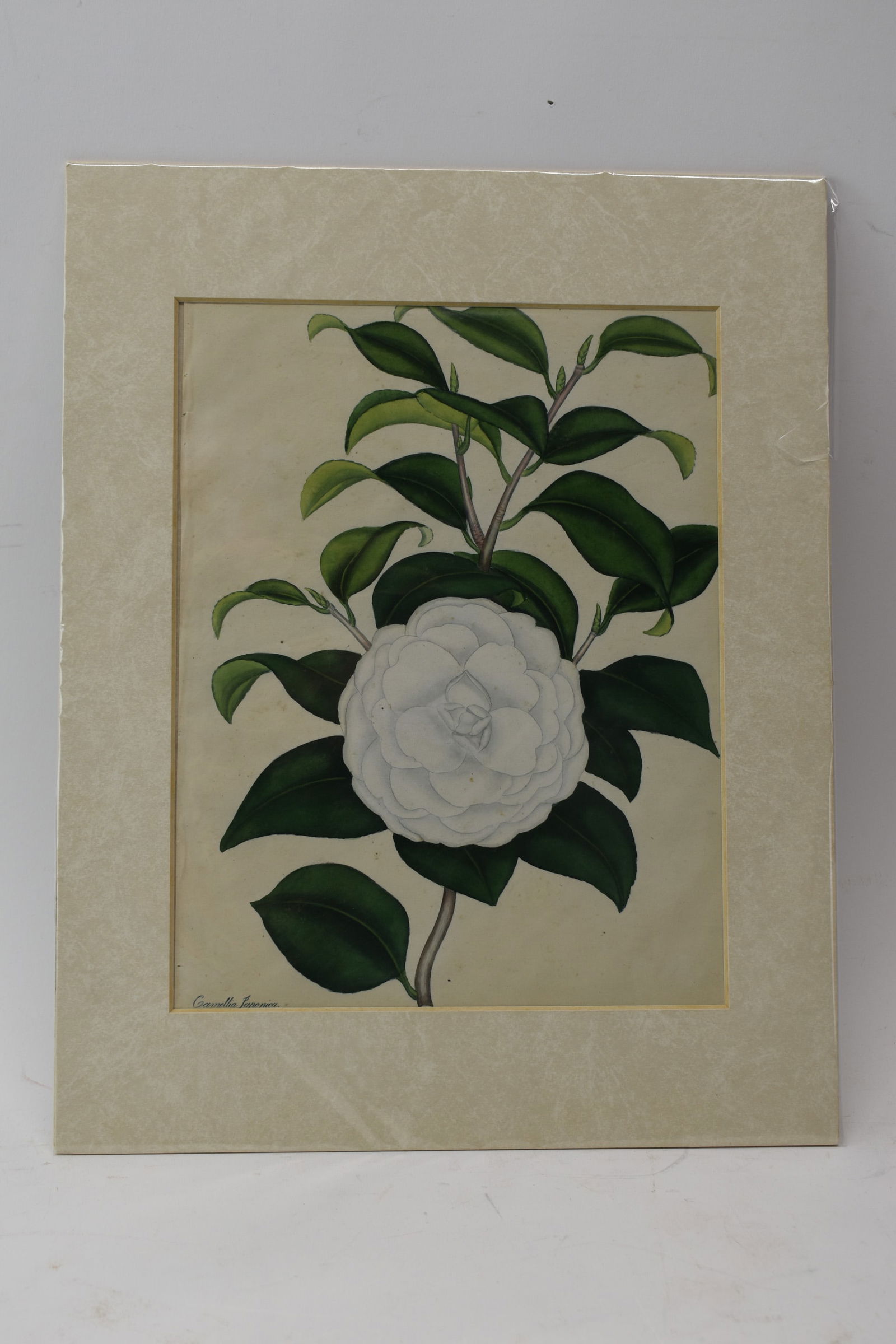 Antique Hand Colored Engraving of White Camellia (1 of 5)