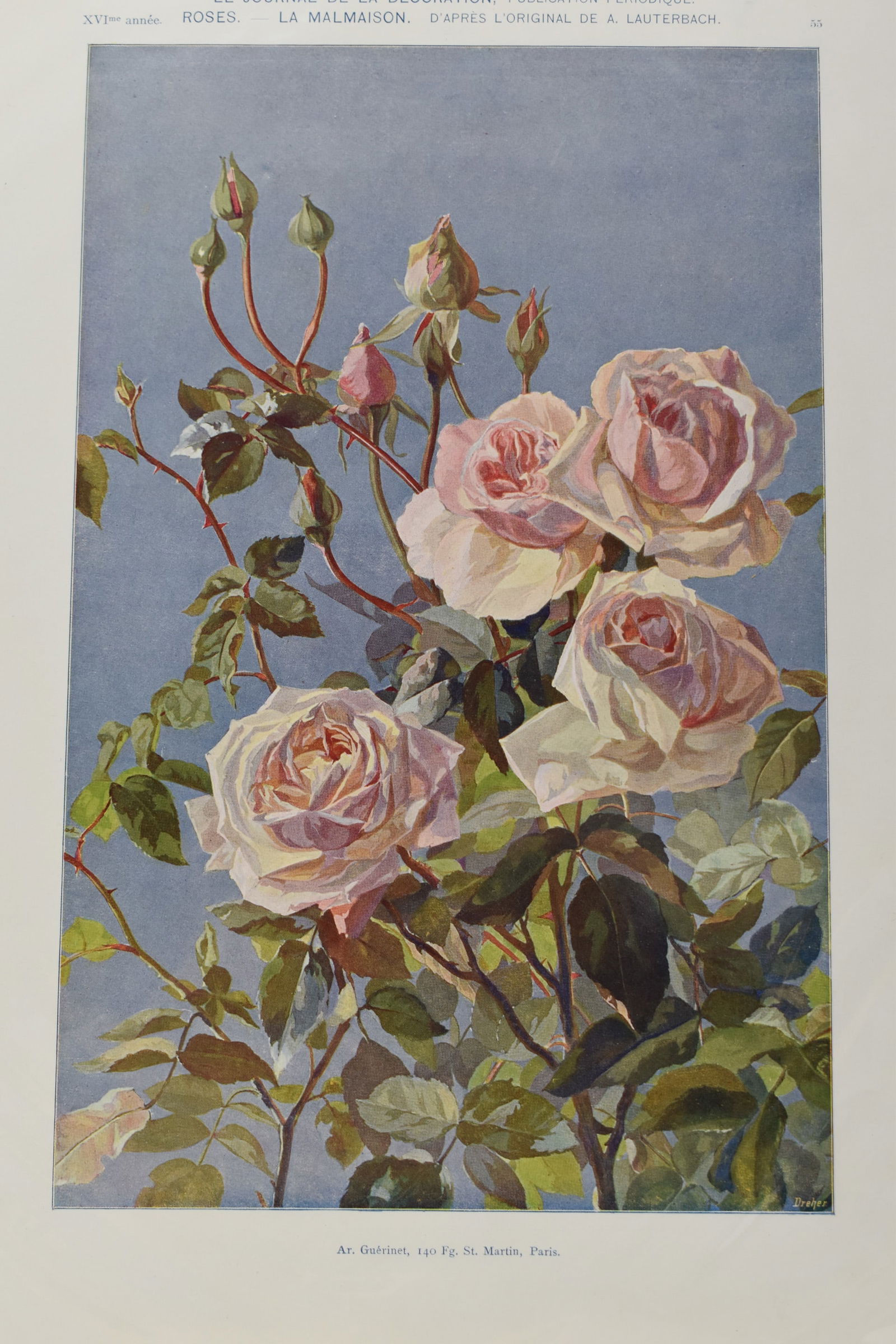 Large French Print of Pink Roses: Large French Print of Pink RosesLarge French Print of Pink Roses on Wedgwood Blue background. Used condition, wear, worn. 9 3/4" x 14"
