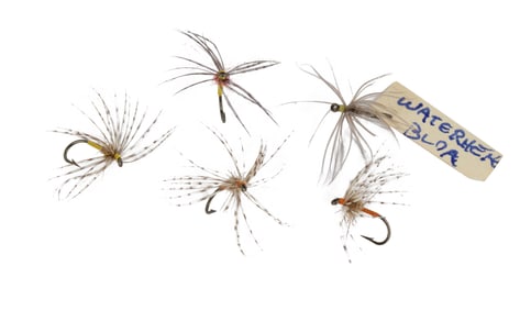 Group of Flies by Sylvester Nemes