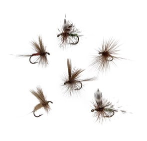 Thirty-Eight Flies from The Dette Family