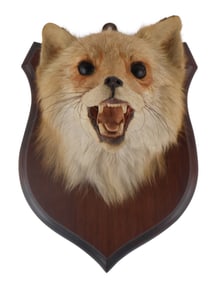 English Mount Fox Head Taxidermy