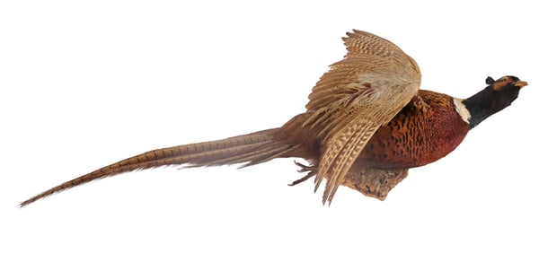 Taxidermy Ring Neck Pheasant