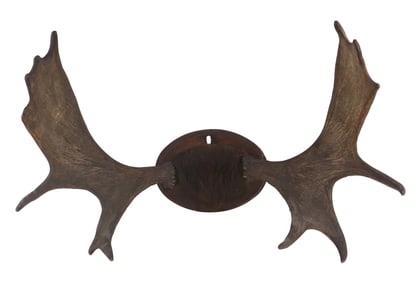 Juvenile Moose Antler Mount