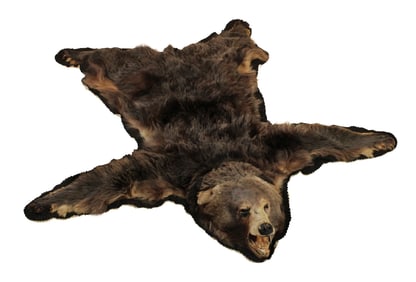 Bear Skin Rug