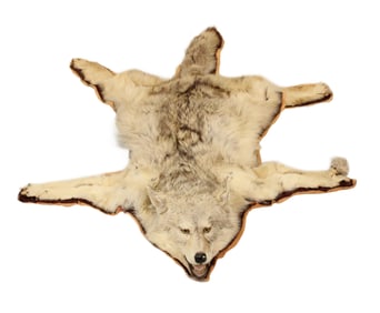 Coyote Skin Rug