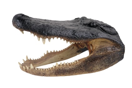 Alligator Taxidermized Head