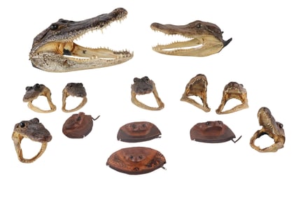 Fifteen Small Alligator Heads