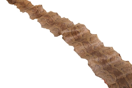 Large Boa Skin