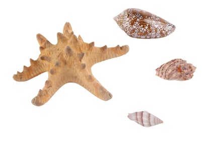 Six Armed Taxidermy Starfish