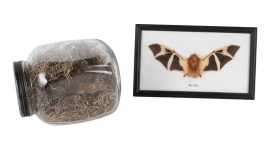 Bat Specimen in Shadowbox