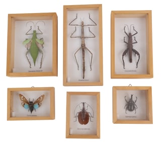 Six Taxidermy Insects in Shadowboxes