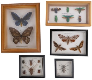 Five Taxidermy Insects in Shadowboxes