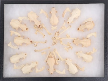Group of Assorted Mink Skulls and Bones