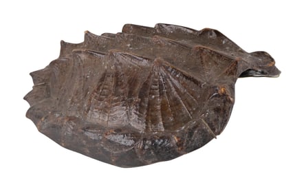 Alligator Snapping Turtle Shell