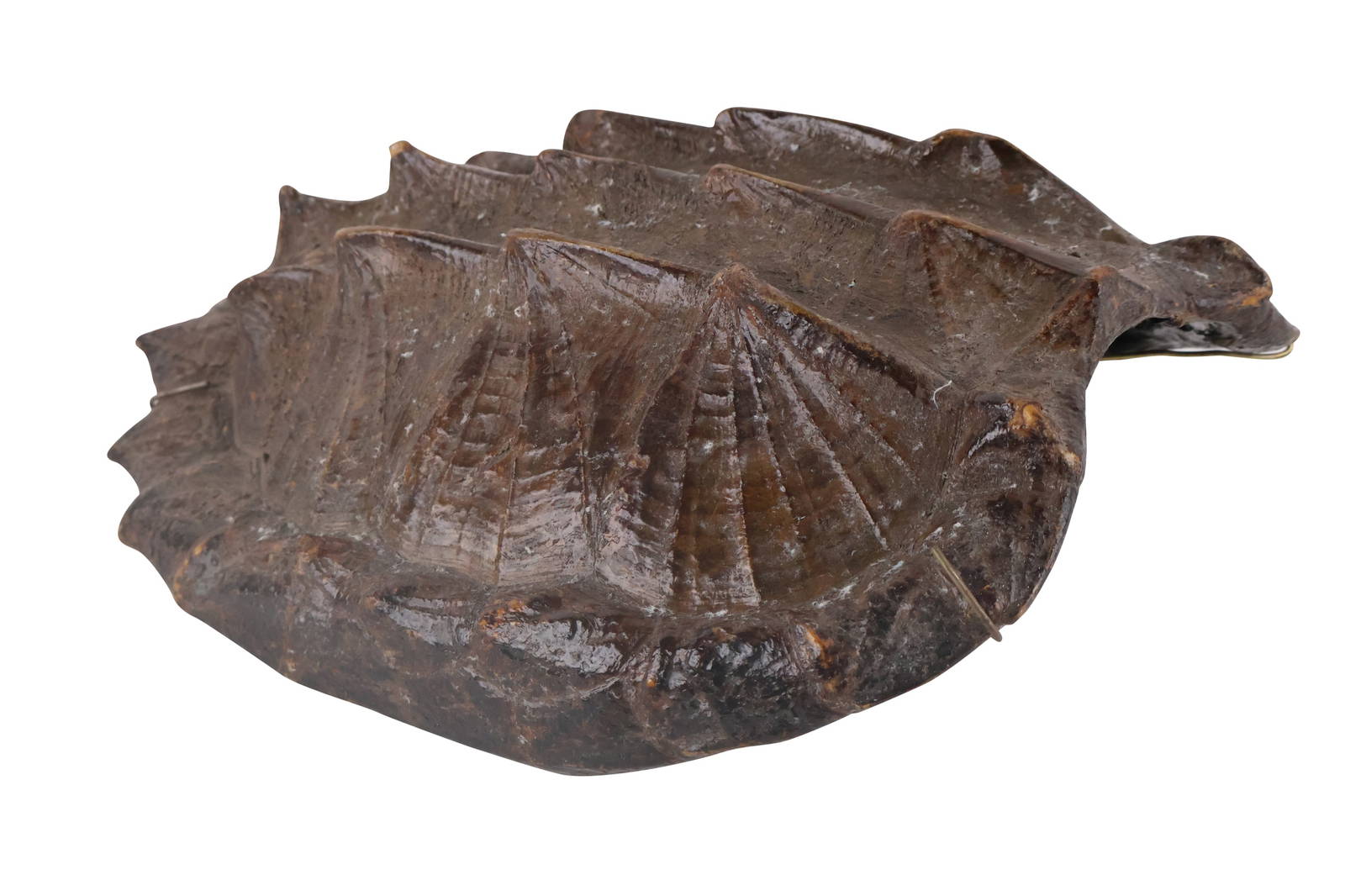 Alligator Snapping Turtle Shell Auction