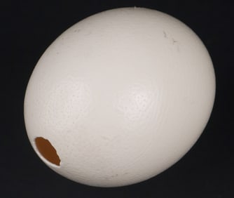 Ostrich Egg