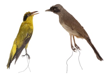 Two Taxidermy Birds