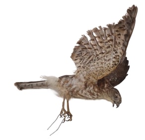Taxidermy Sparrow Hawk