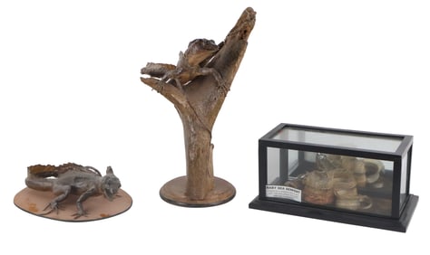 Two Taxidermy Lizards