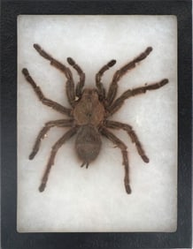 Taxidermy Tarantula