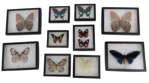 Ten Taxidermy Butterflies and Moths