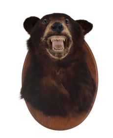 Taxidermy Bear Head