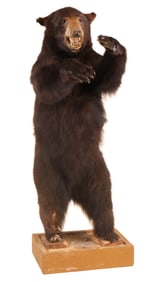 Taxidermy Bear