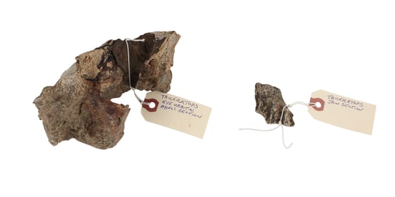 Triceratops Fossil, Jaw Section and Eye Orbital