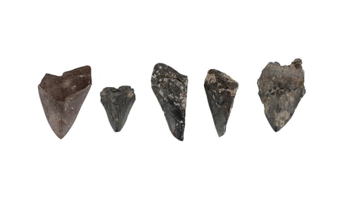 Five Megalodon Fossil Teeth and Fragments