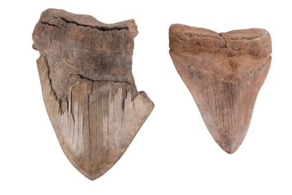 Two Megalodon Teeth