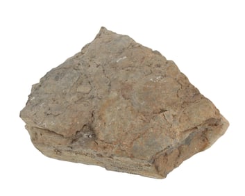 Gastropod Fossil in Oriskany Sandstone Formation