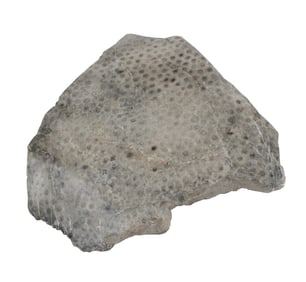 Petoskey Stone Fossilized Coral Head