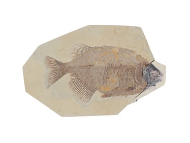 Phareodus Fish Fossil Without Head