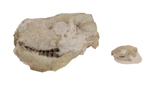 Two Fossilized Partial Skulls