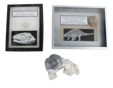 Three Fossils, Scute, Egg, and Vertebra